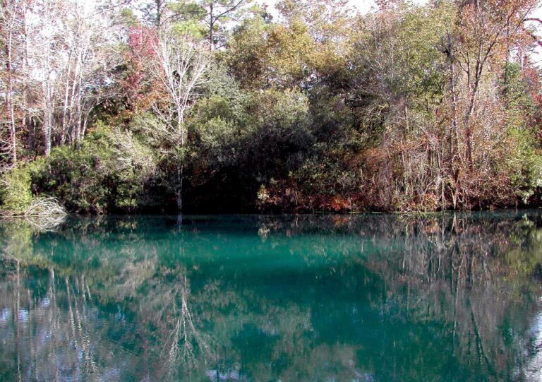 FlBeecherSpring 768x541