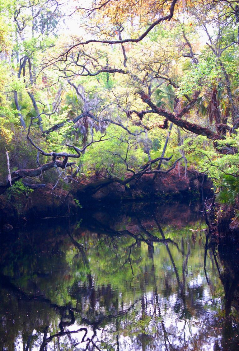 Aucilla Spring 768x1128