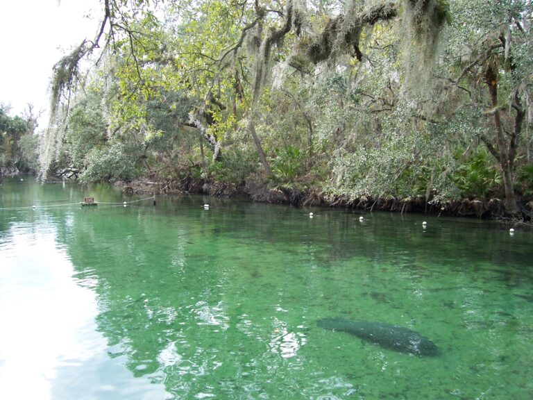 Manatee in blue spring 768x576