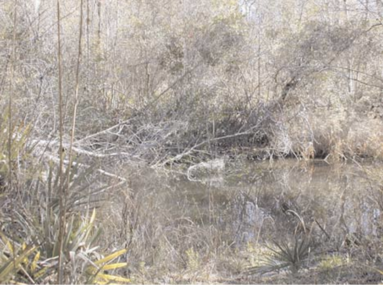 Piney Wood Spring 768x571