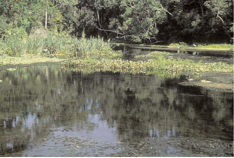 Thomas Spring